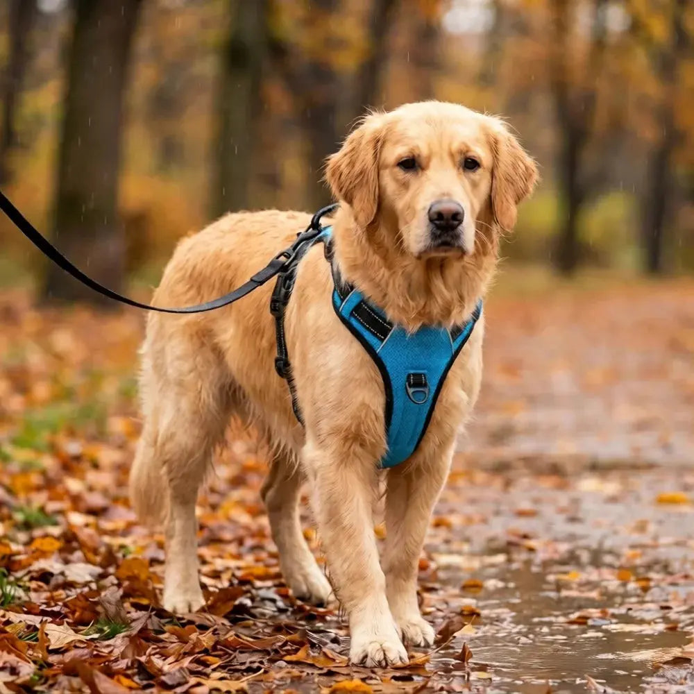 Chien au pelage doré portant un harnais bleu relié à une laisse noire, sur un sentier forestier humide en automne Image