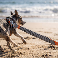 Laisse Mains Libres pour Chien – Ceinture Réglable et Laisse Élastique Le Refuge Félin Canin
