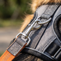 Laisse Mains Libres pour Chien – Ceinture Réglable et Laisse Élastique Le Refuge Félin Canin
