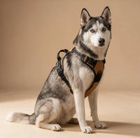 Harnais Anti-Traction Chien – Sans Étranglement, Double Attache & Poignée de Contrôle Le Refuge Félin Canin